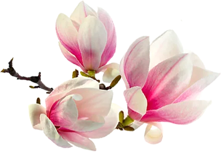 plantje